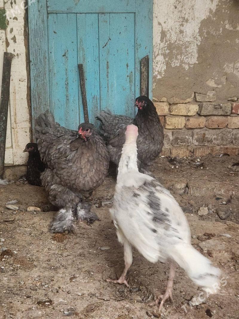 brama - Hitrowka - img 4