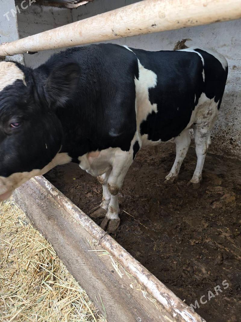 okùz gara ala. tohum - Ашхабад - img 2