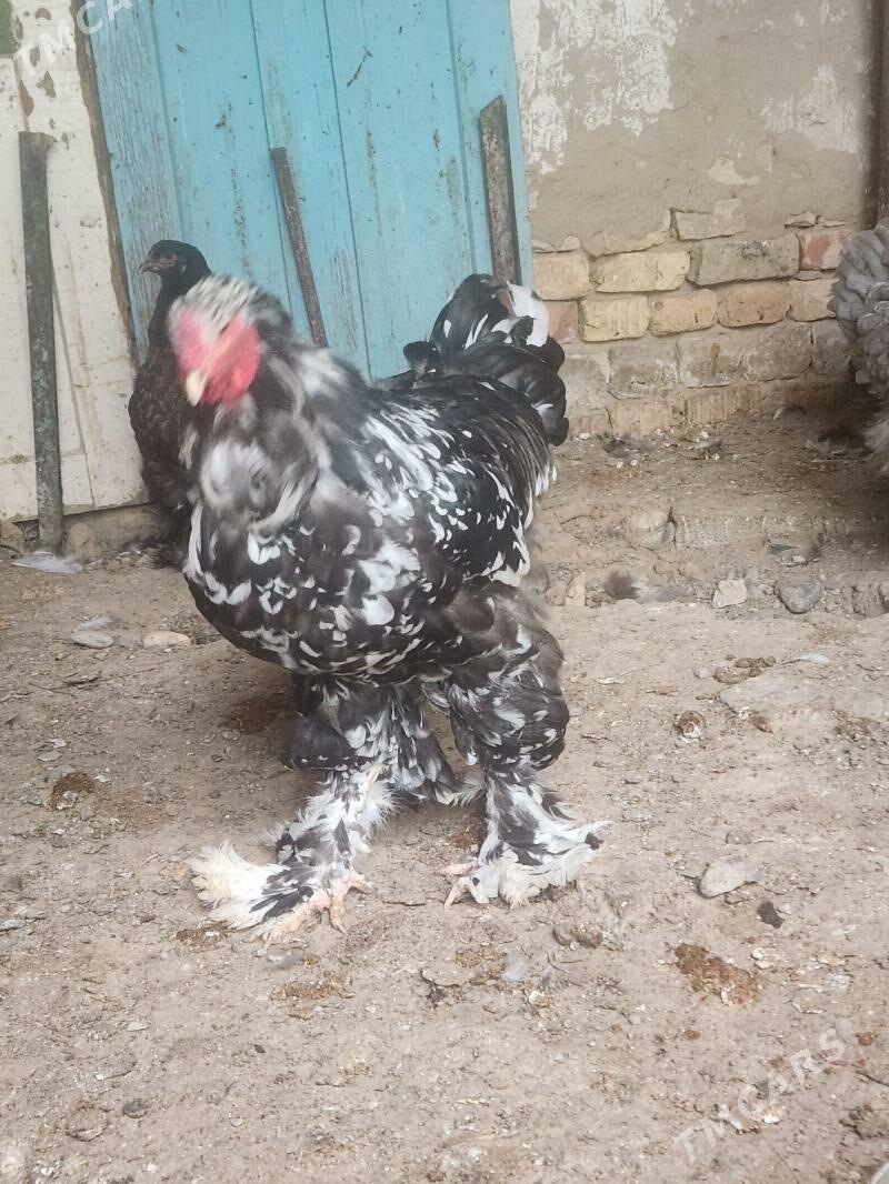 brama - Hitrowka - img 2