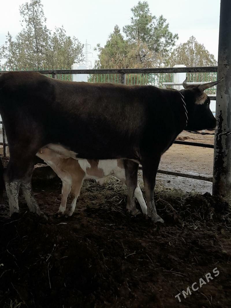 goleli sygyr - "Altyn Asyr" Gündogar bazary (Jygyllyk) - img 2