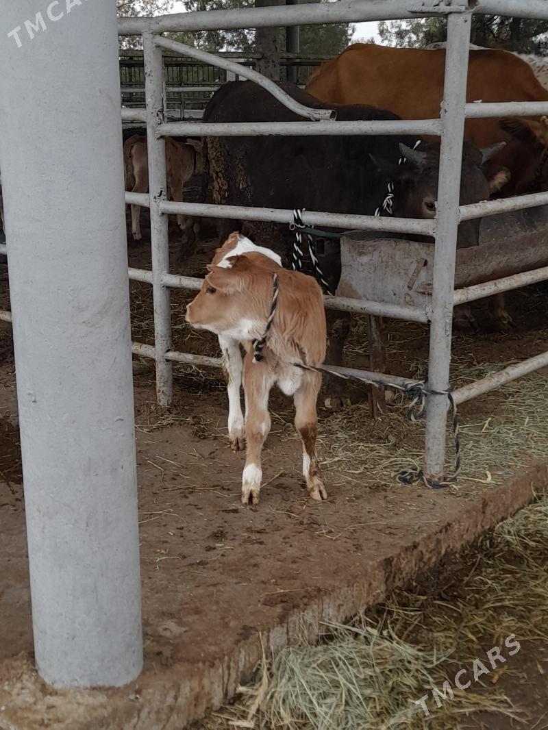 goleli sygyr - "Altyn Asyr" Gündogar bazary (Jygyllyk) - img 4