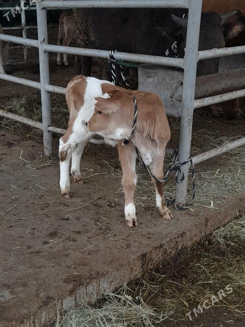 goleli sygyr - "Altyn Asyr" Gündogar bazary (Jygyllyk) - img 5