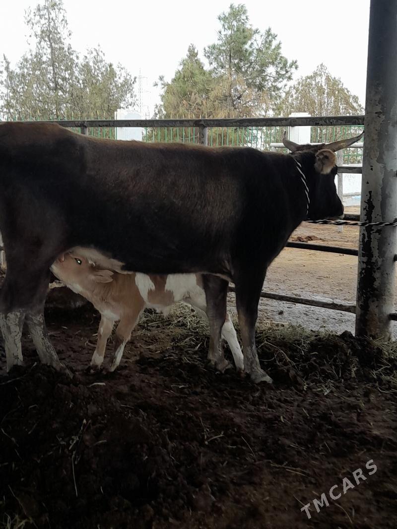 goleli sygyr - "Altyn Asyr" Gündogar bazary (Jygyllyk) - img 3