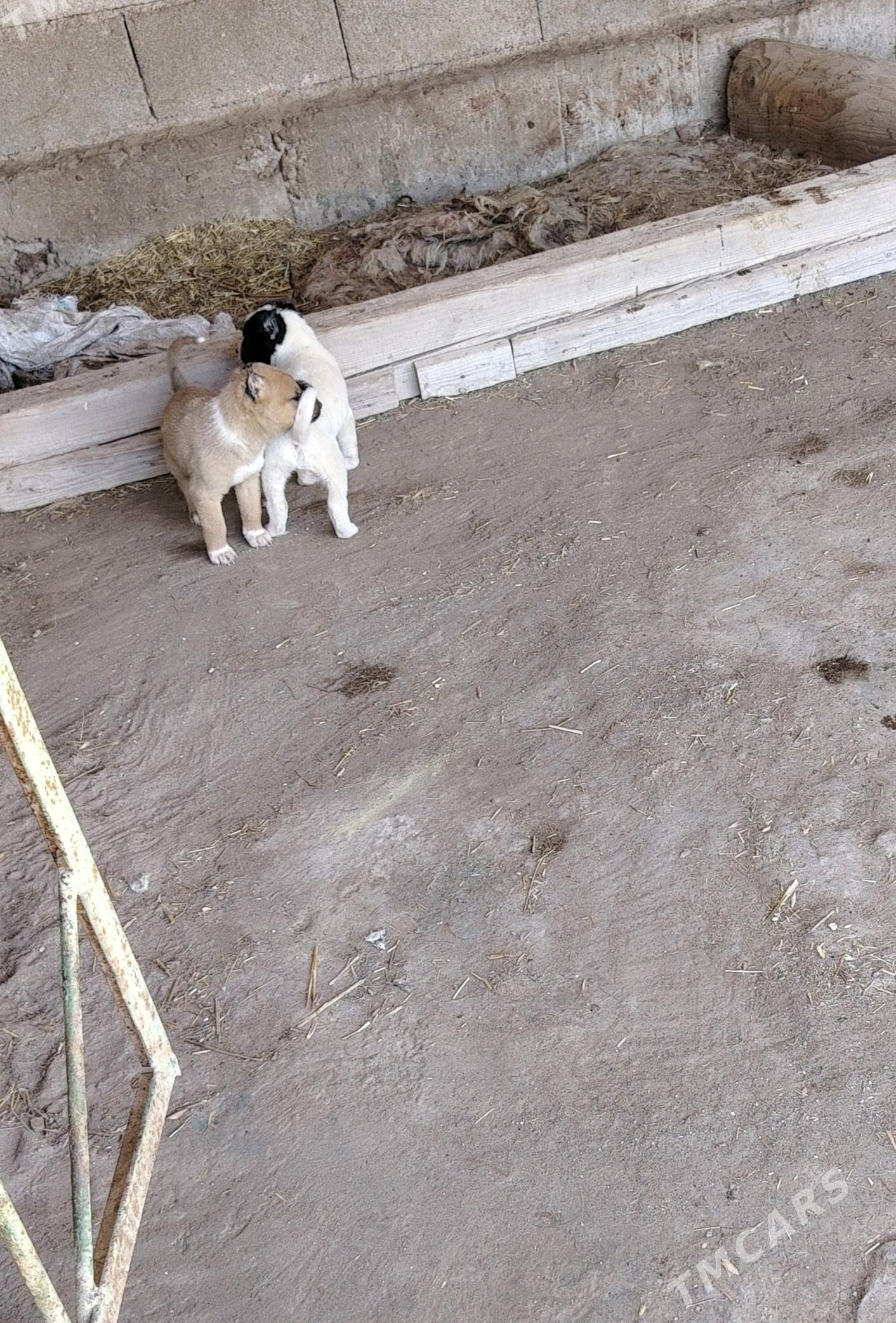 Pitbul - Daşoguz - img 2