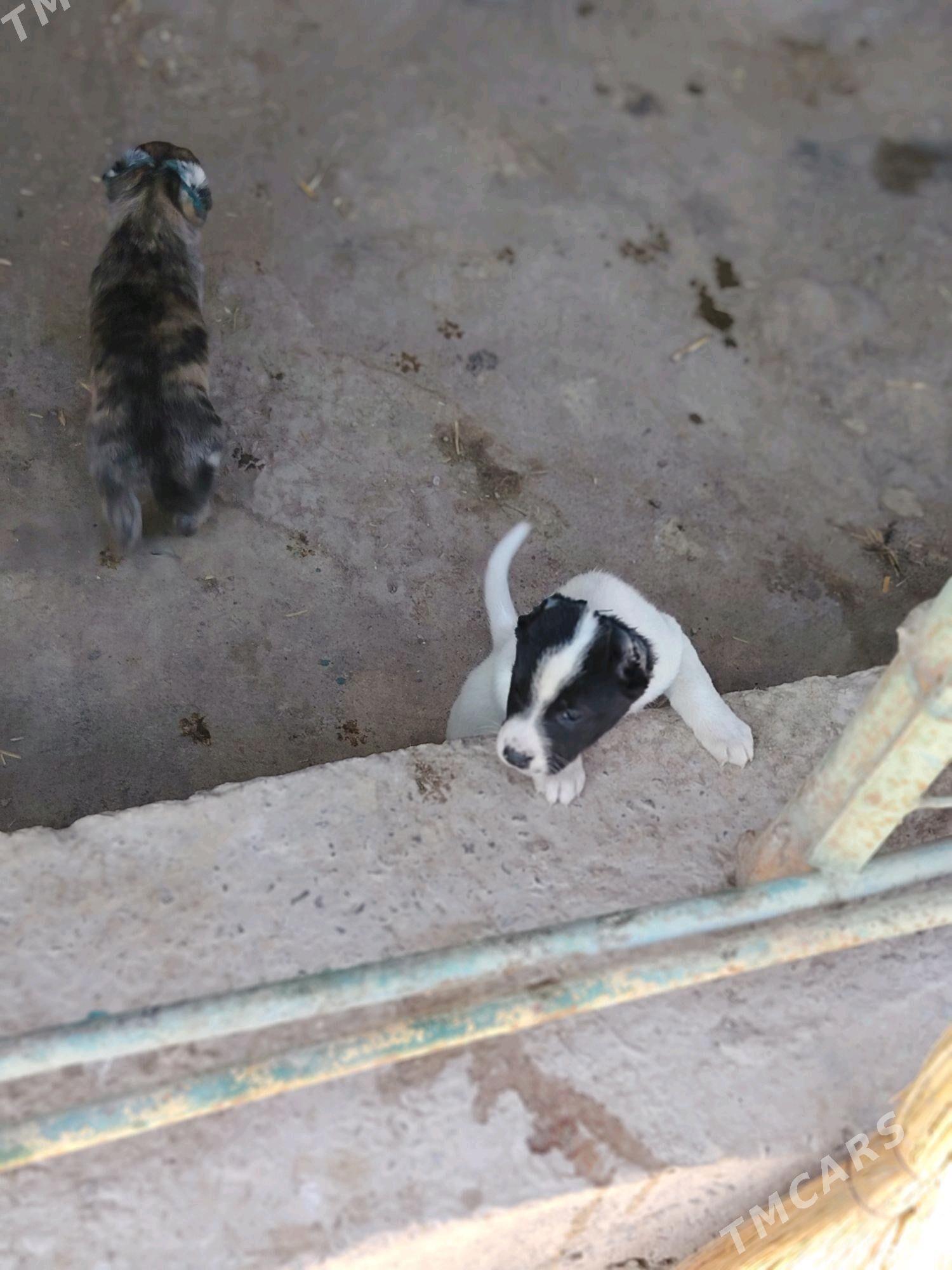 Pitbul - Daşoguz - img 3