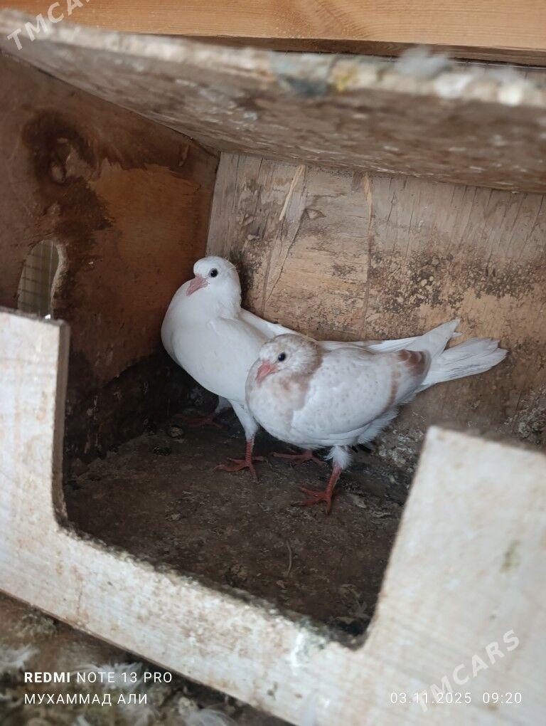 kepderi - Daşoguz - img 3