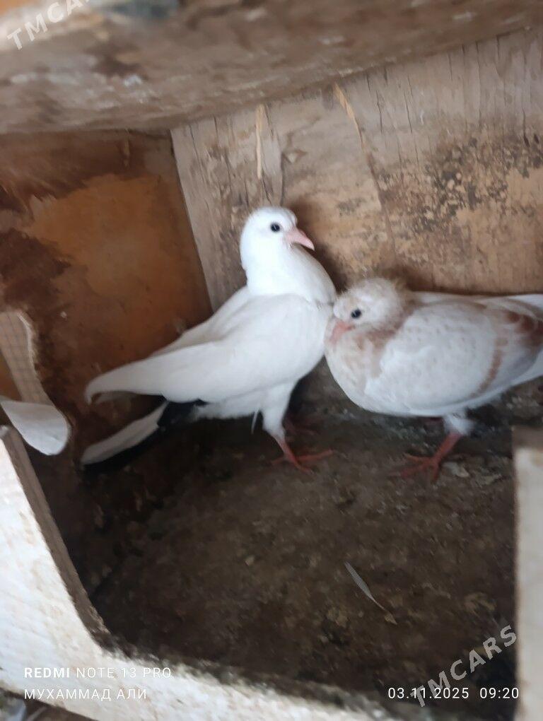 kepderi - Daşoguz - img 2