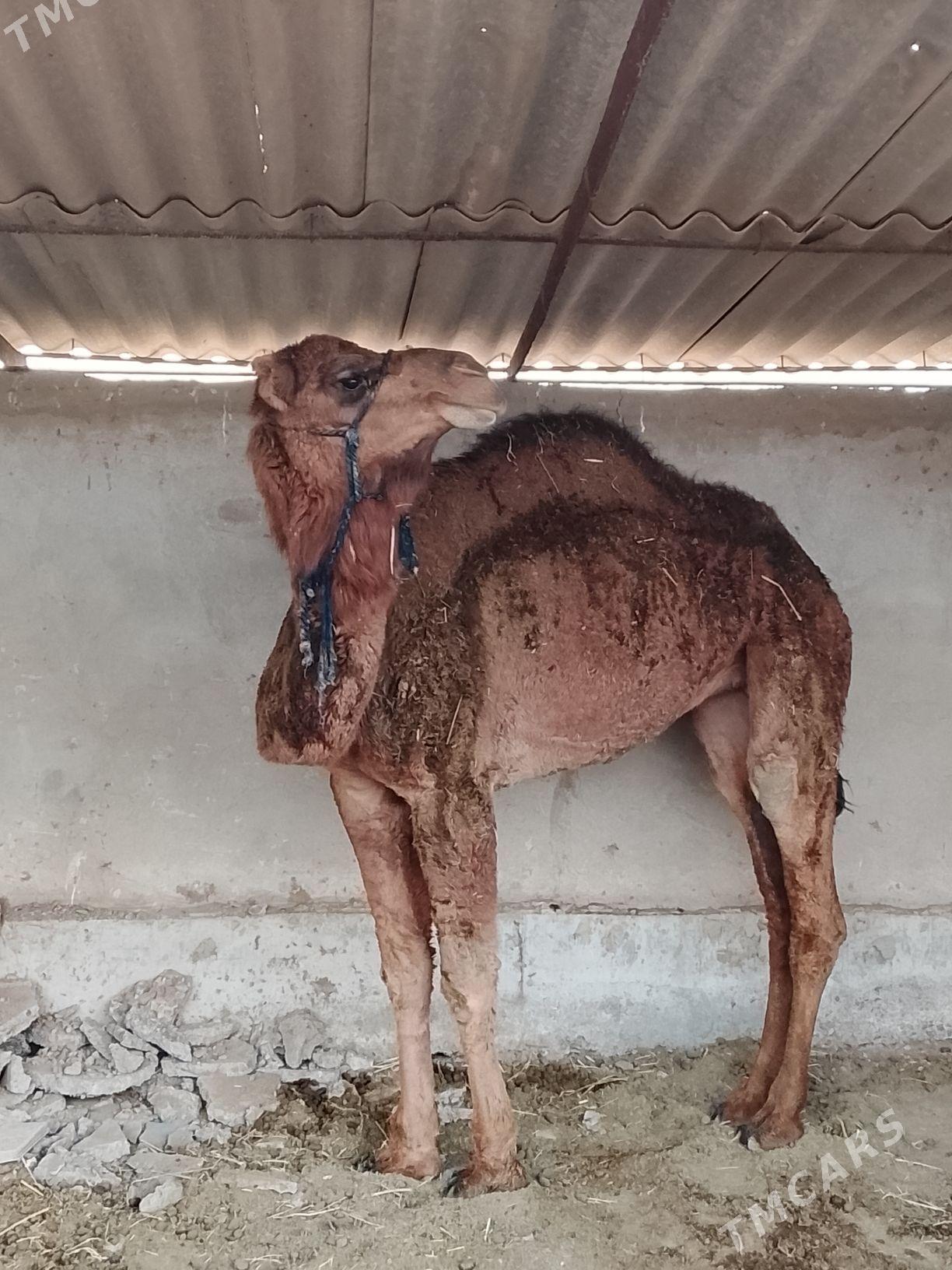 düýe - Tejen - img 3