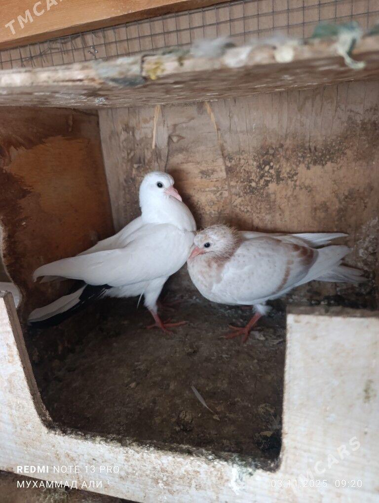 kepderi - Daşoguz - img 1