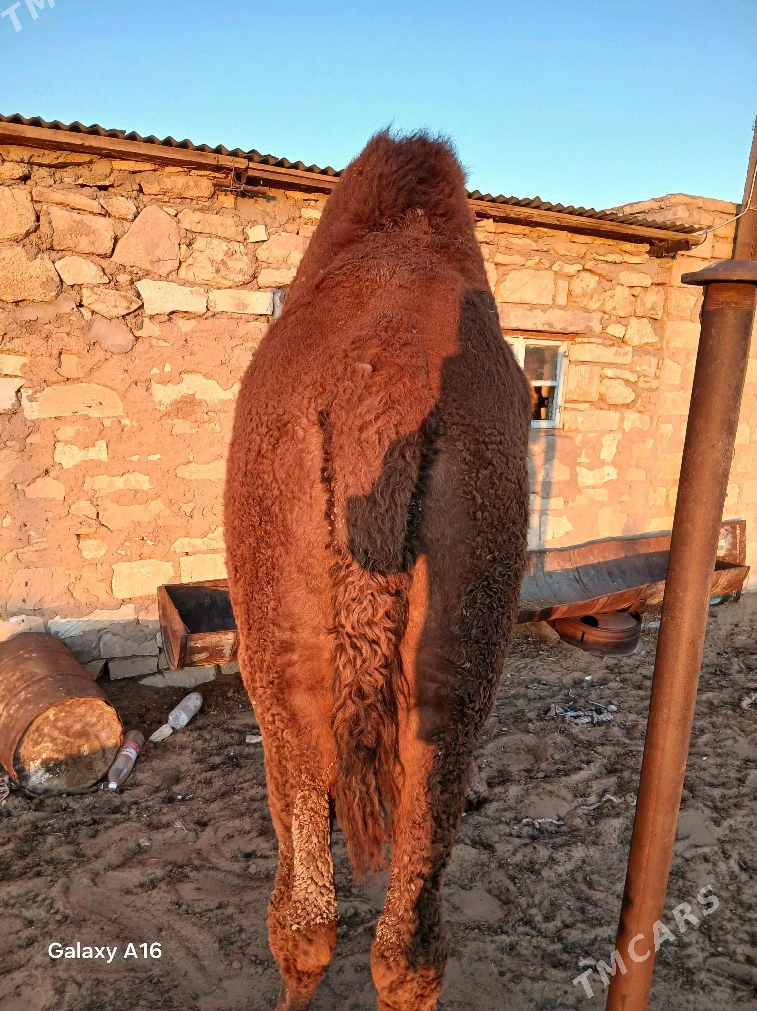 Erkek düýe - Balkanabat - img 1