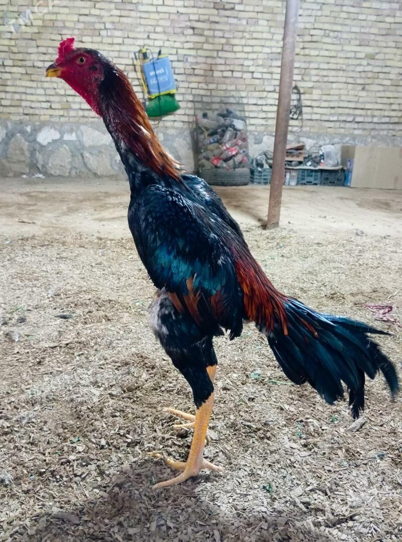 horaz - Керки - img 1