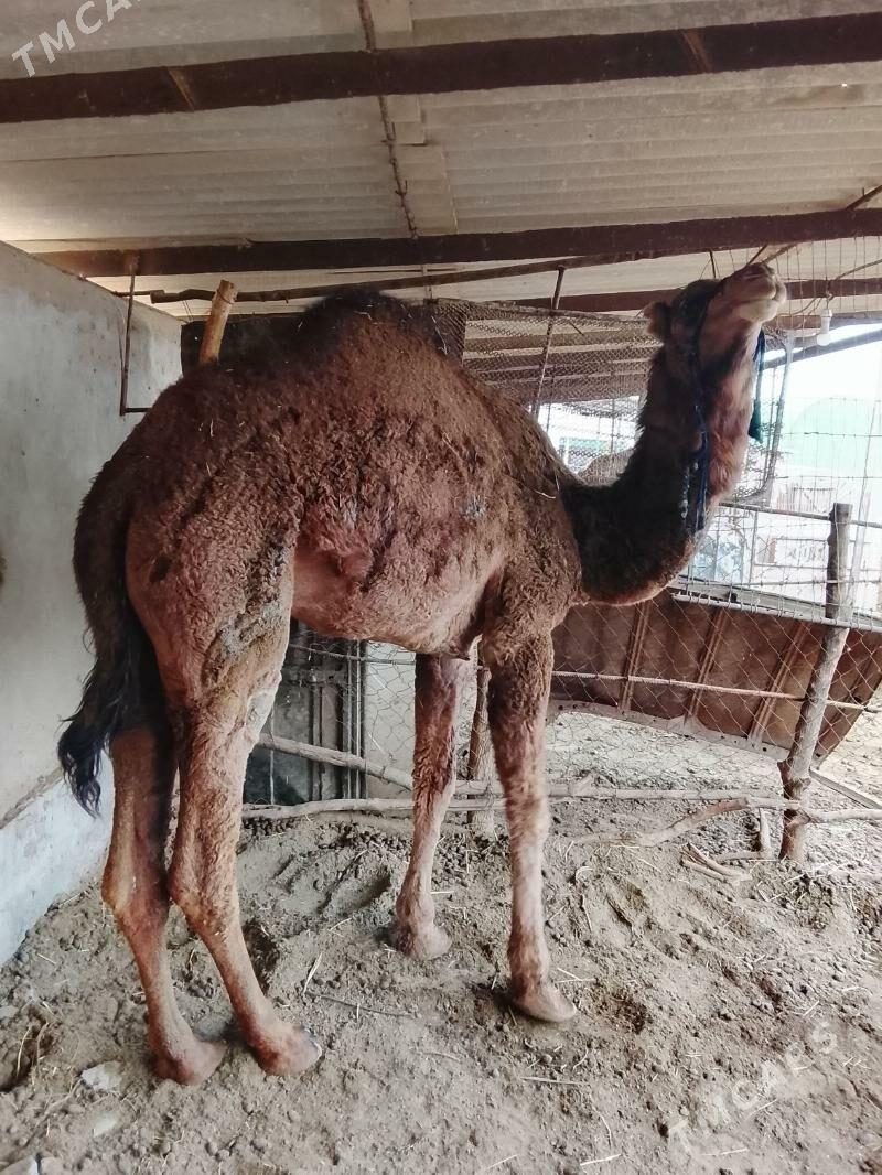 düýe - Tejen - img 2