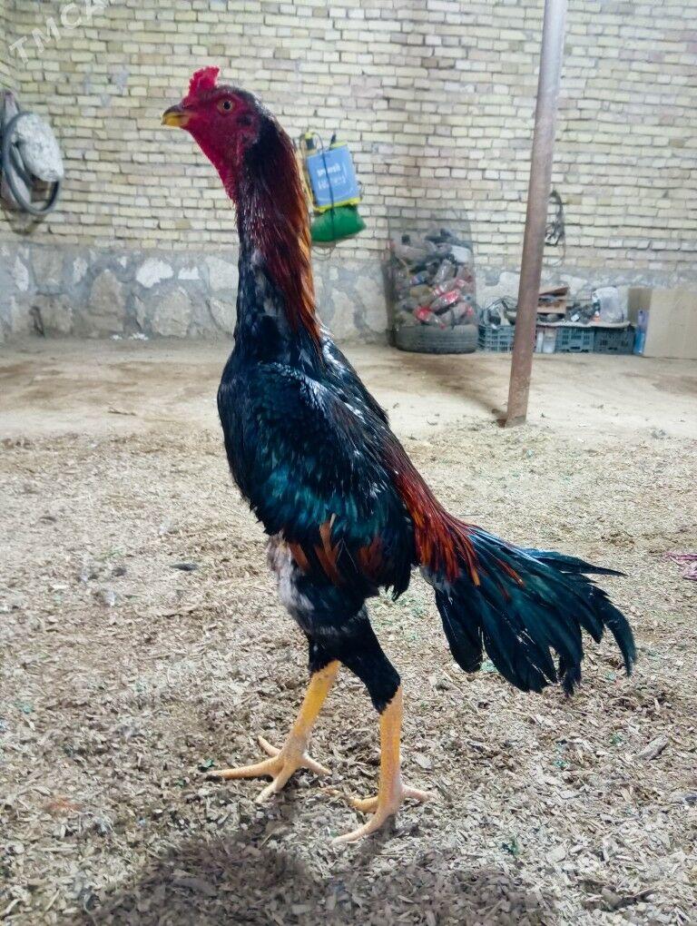 horaz - Kerki - img 2