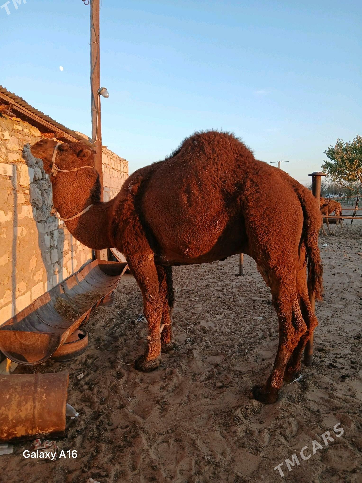 Erkek düýe - Balkanabat - img 4