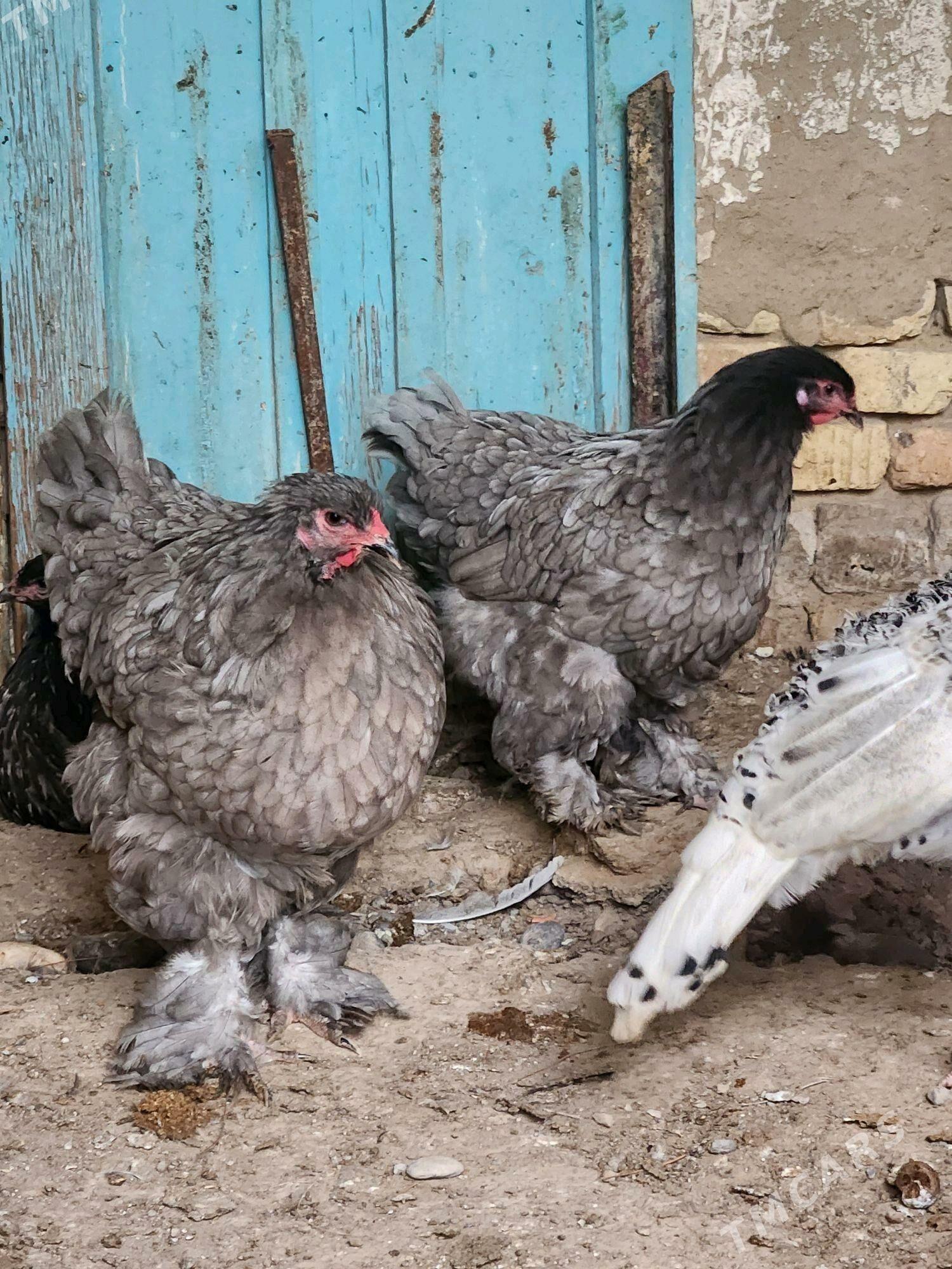 brama - Hitrowka - img 3