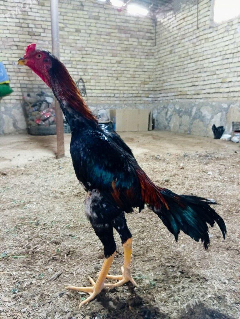 horaz - Kerki - img 6