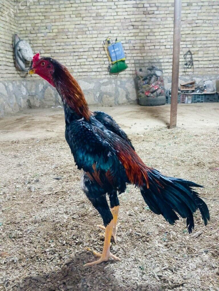 horaz - Kerki - img 4