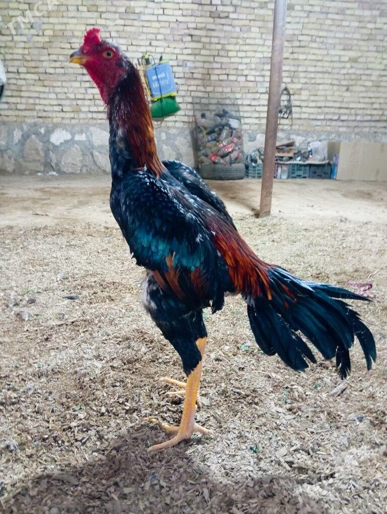 horaz - Kerki - img 5