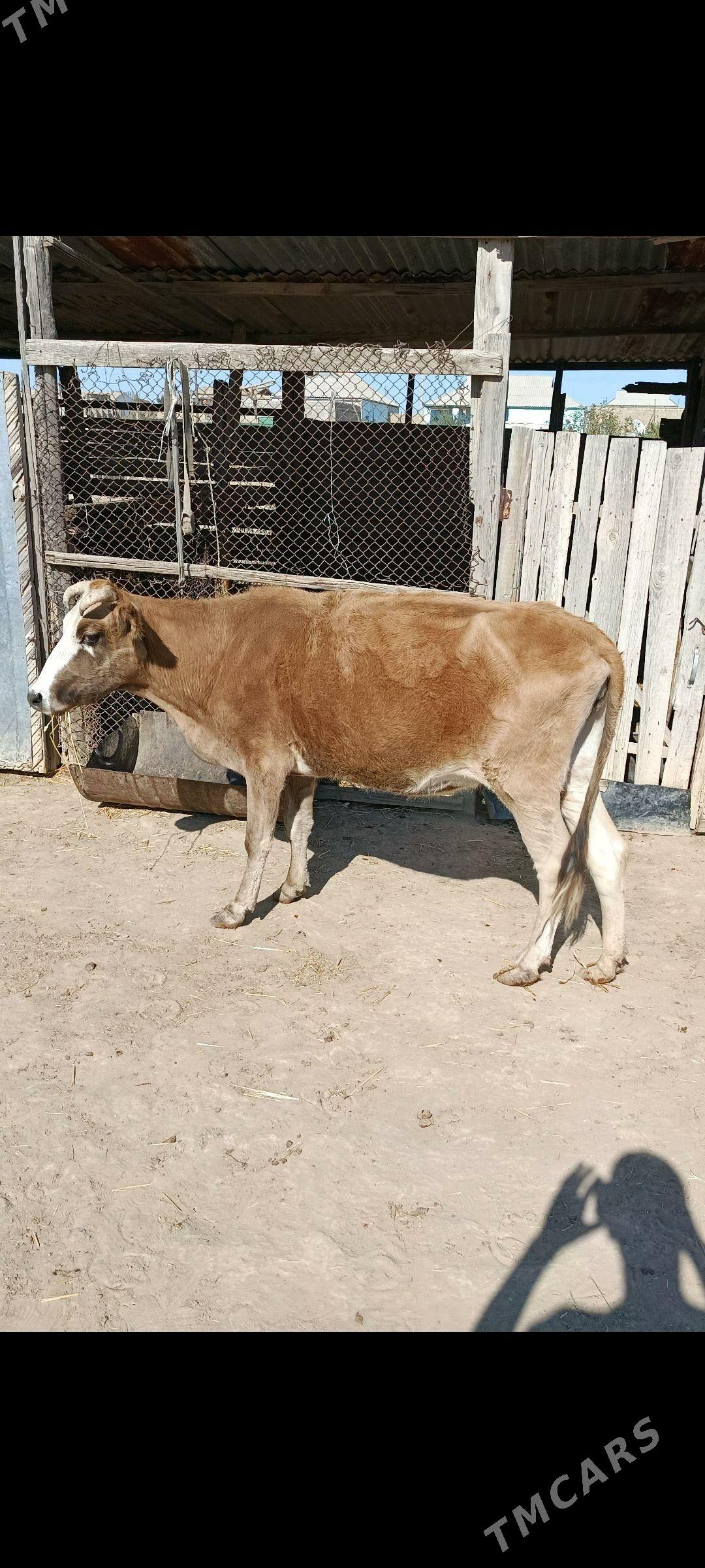 Oy haywanlary - Etrek - img 2