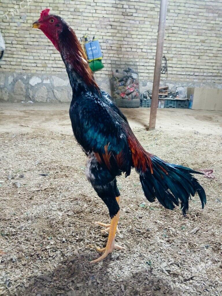 horaz - Kerki - img 3