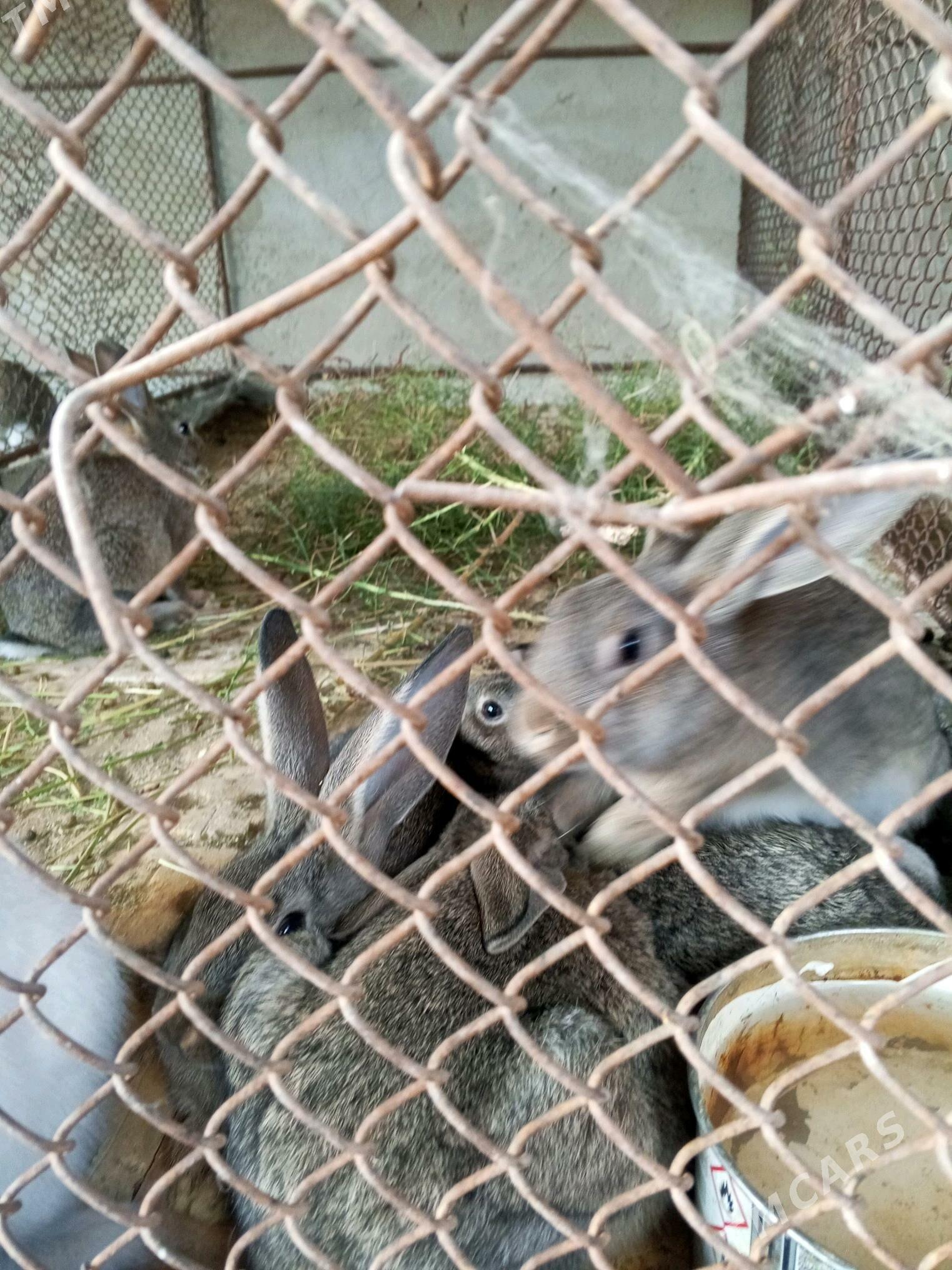 towsan - Ak bugdaý etraby - img 1