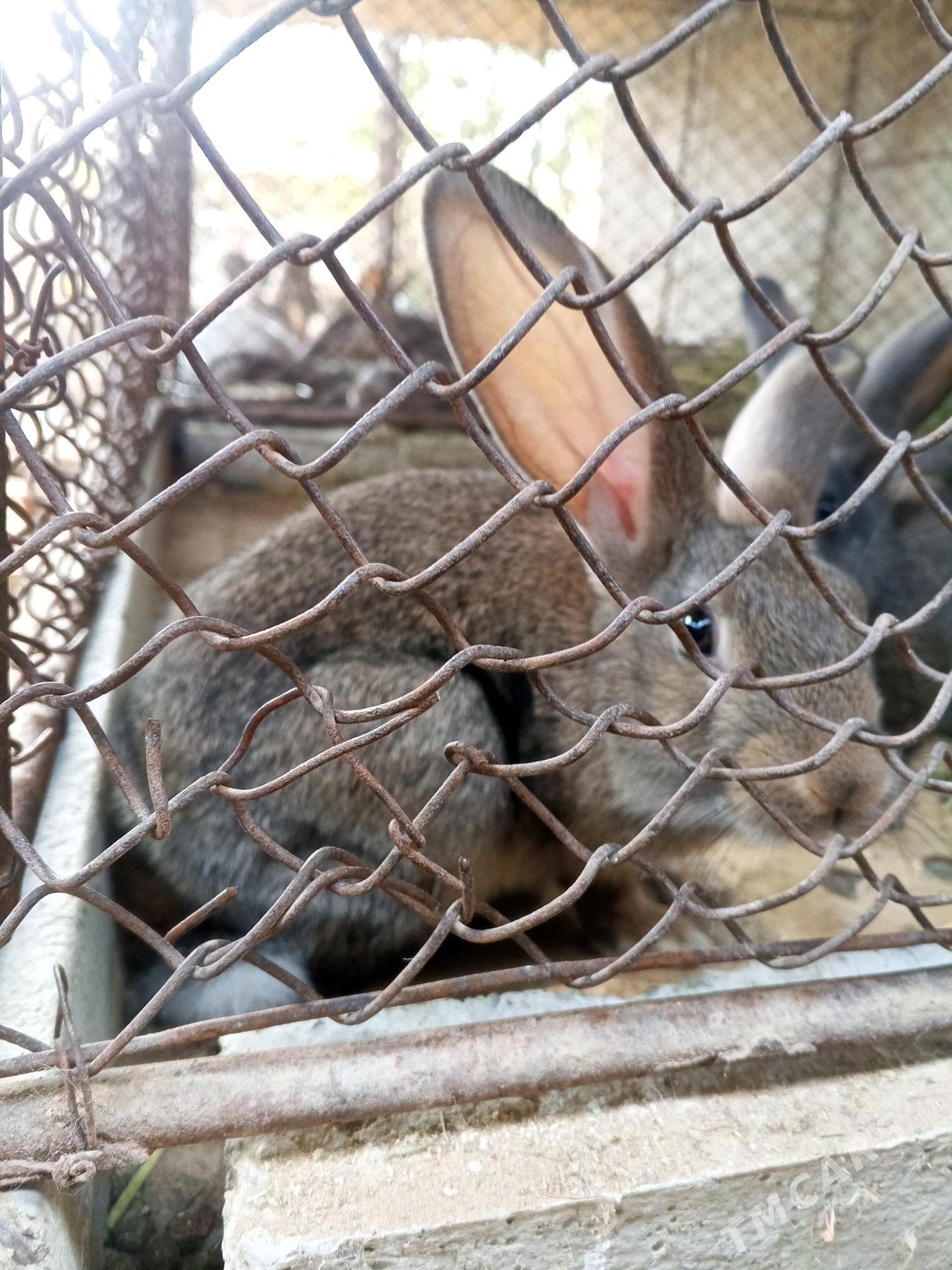 towsan - Ak bugdaý etraby - img 2