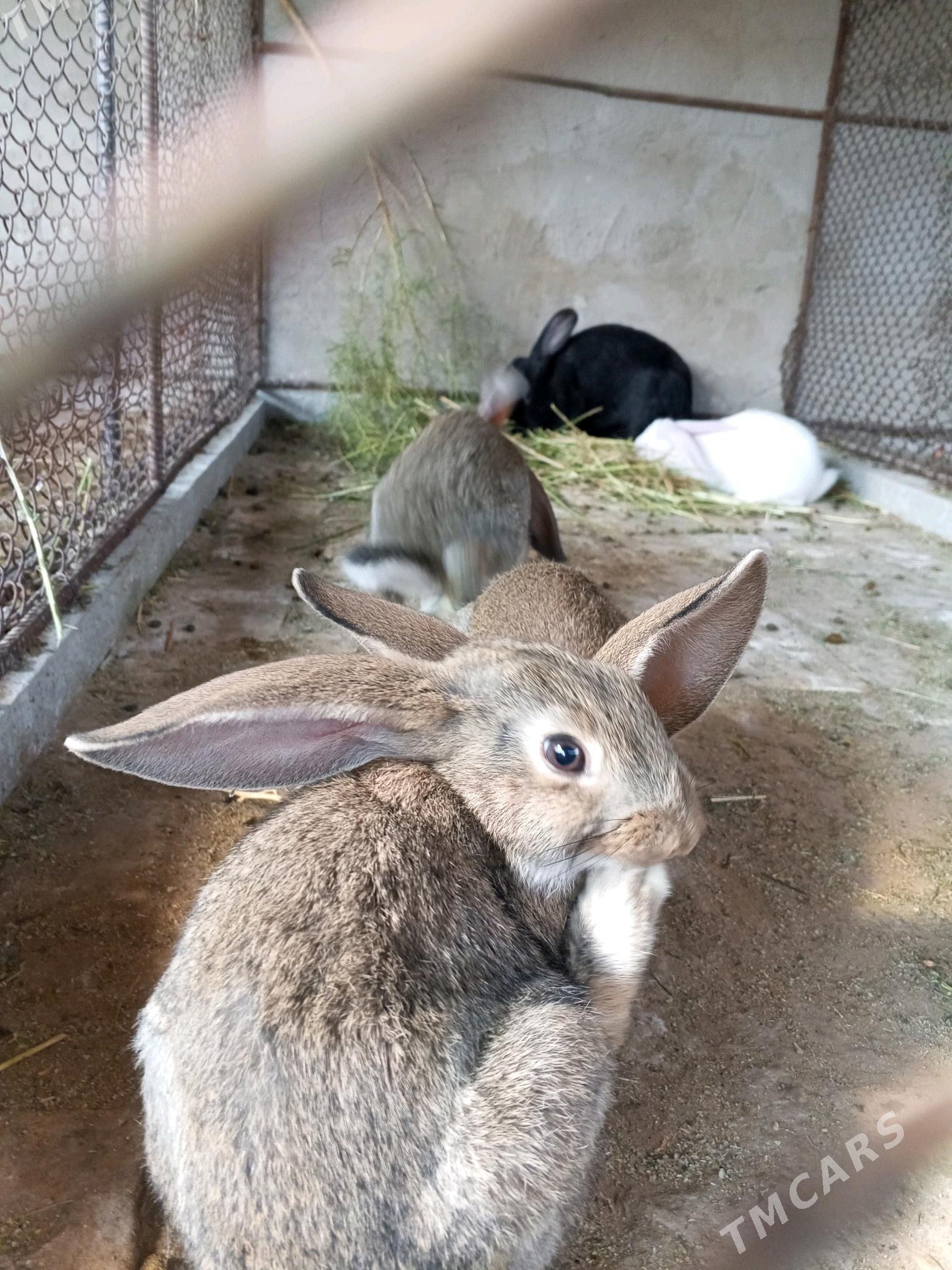 towsan - Ak bugdaý etraby - img 3