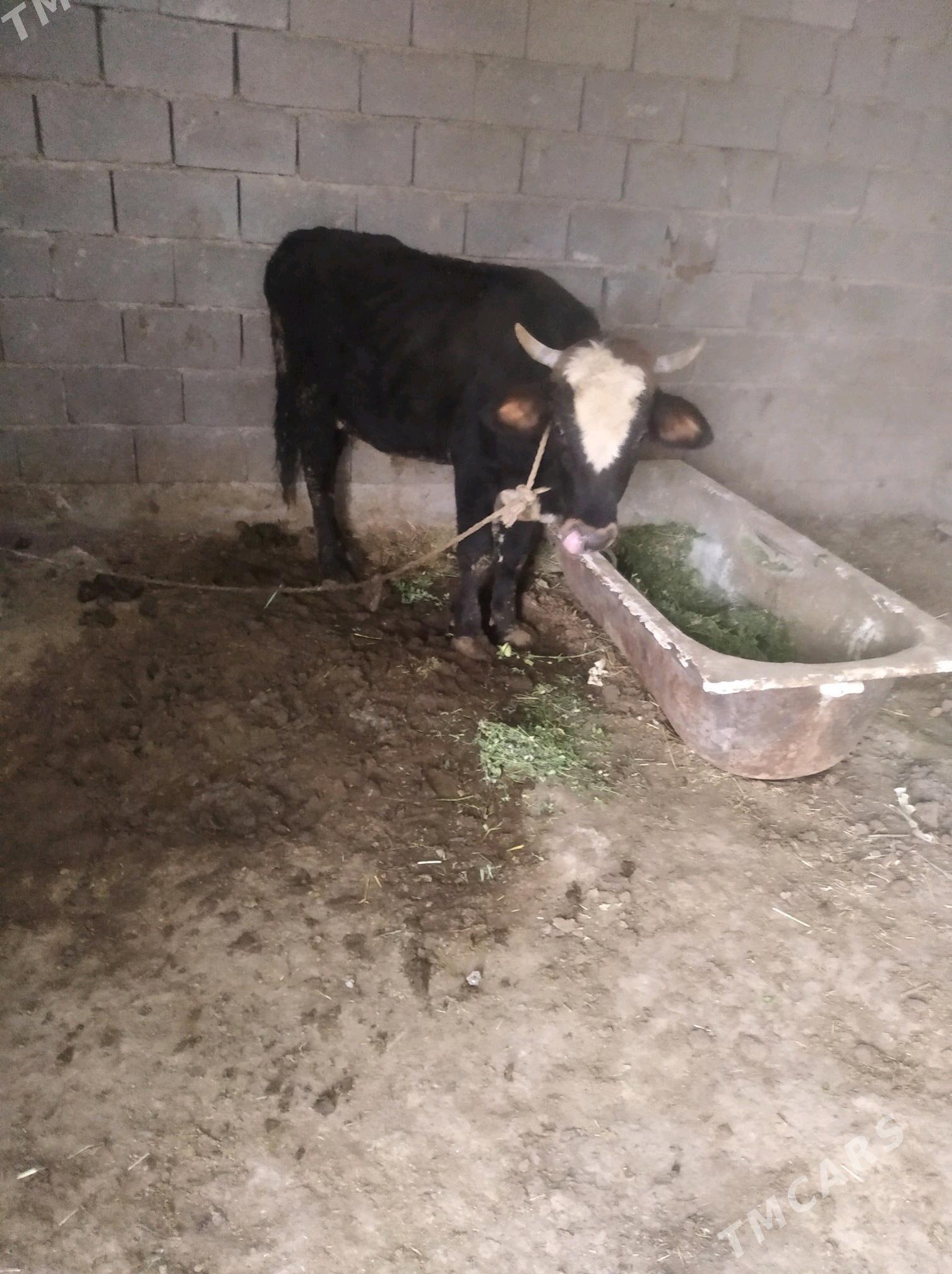 okuz - Ak bugdaý etraby - img 1