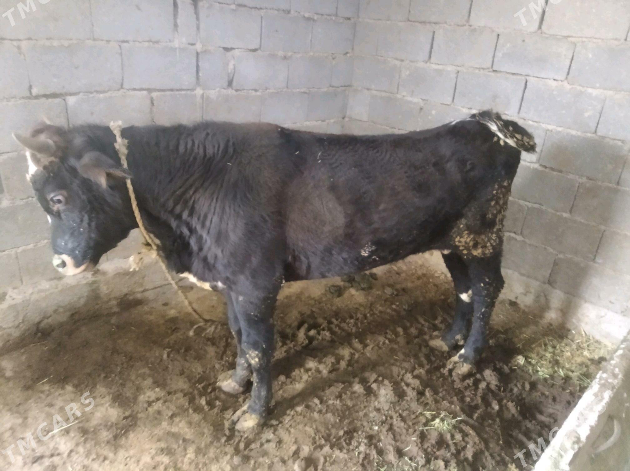 okuz - Ak bugdaý etraby - img 2