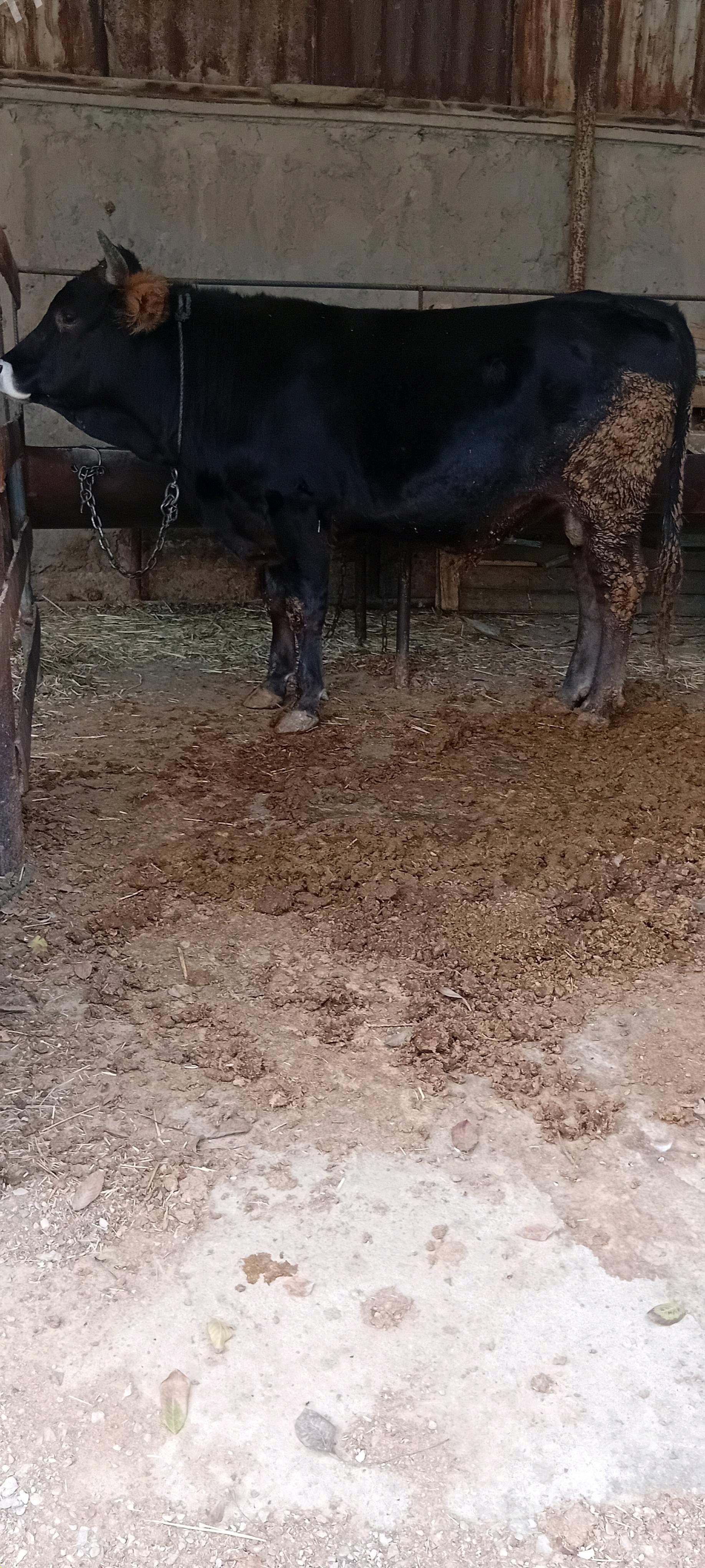 öküz - Bäherden - img 2