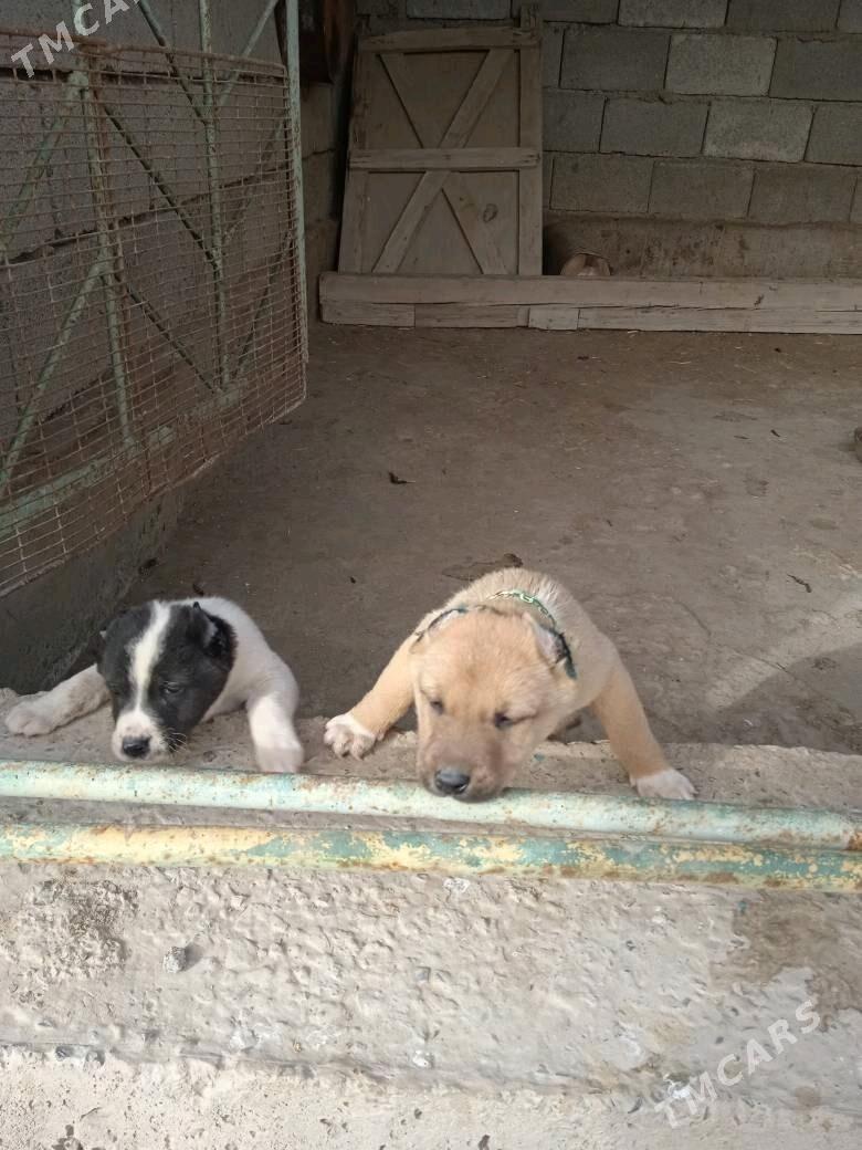 Pitbul - Daşoguz - img 5