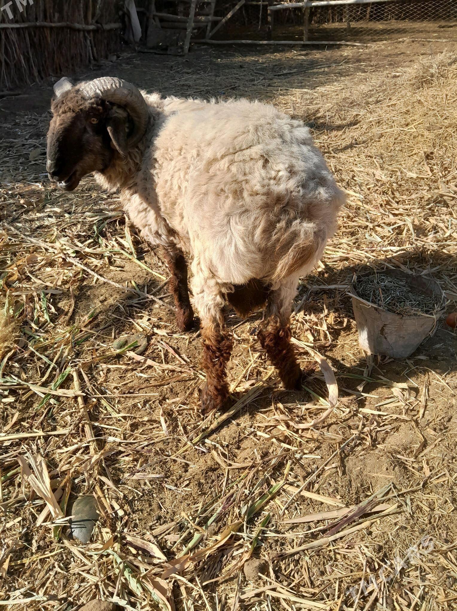 Goç - Türkmenbaşy etr. - img 2
