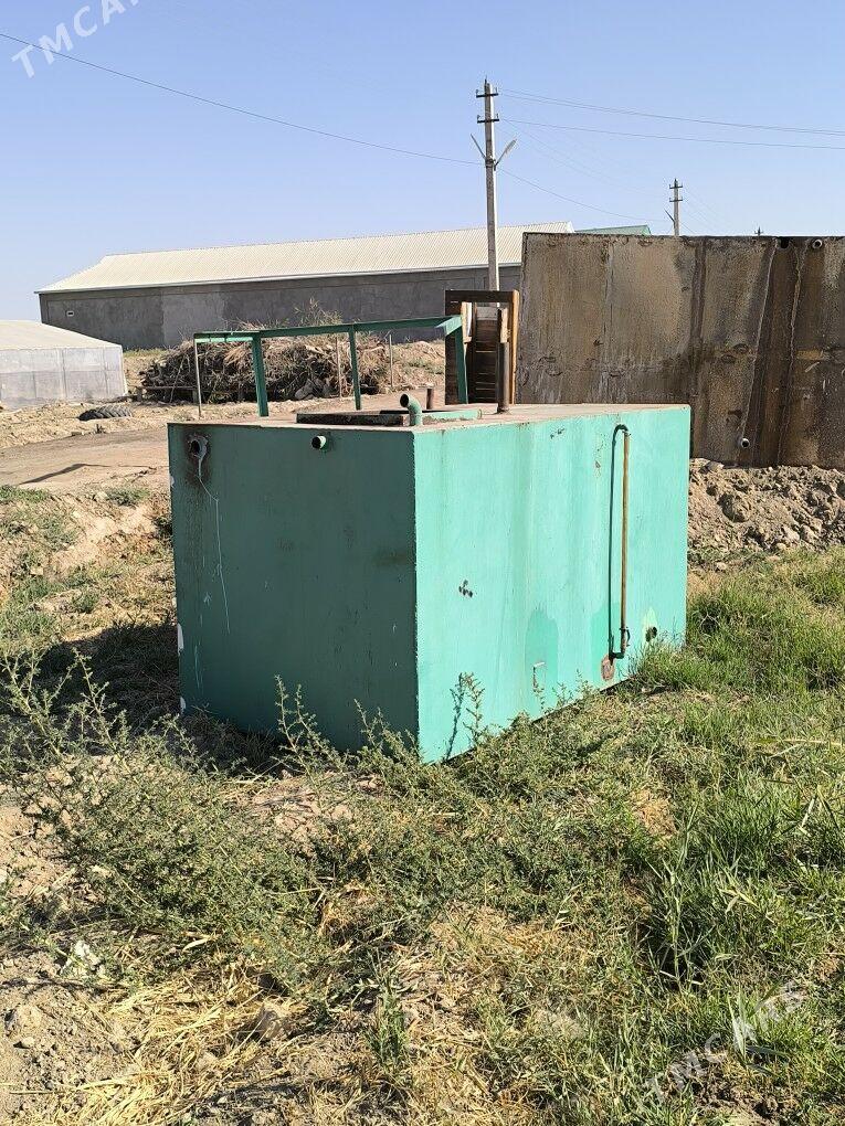 bocka - Sakarçäge - img 3