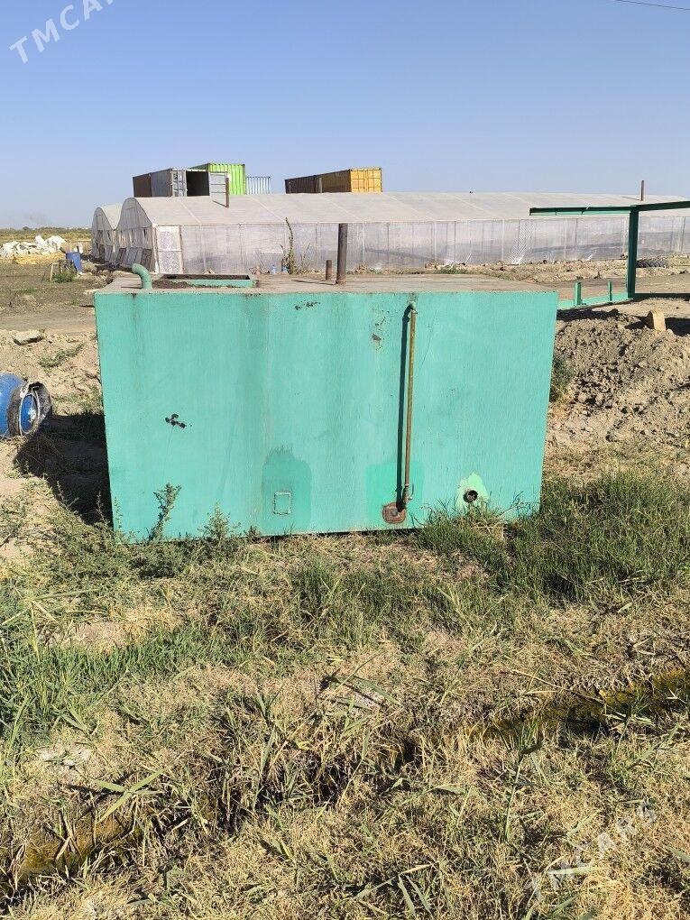 bocka - Sakarçäge - img 2