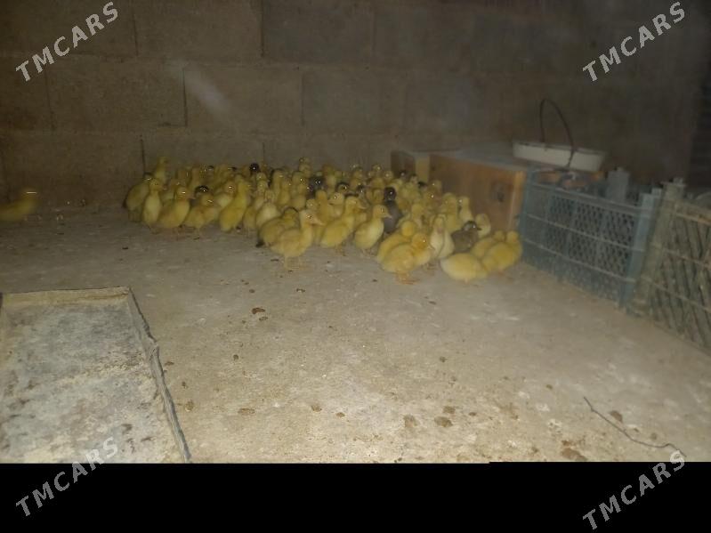 Ördek Gak Gak - Gyzylarbat - img 2