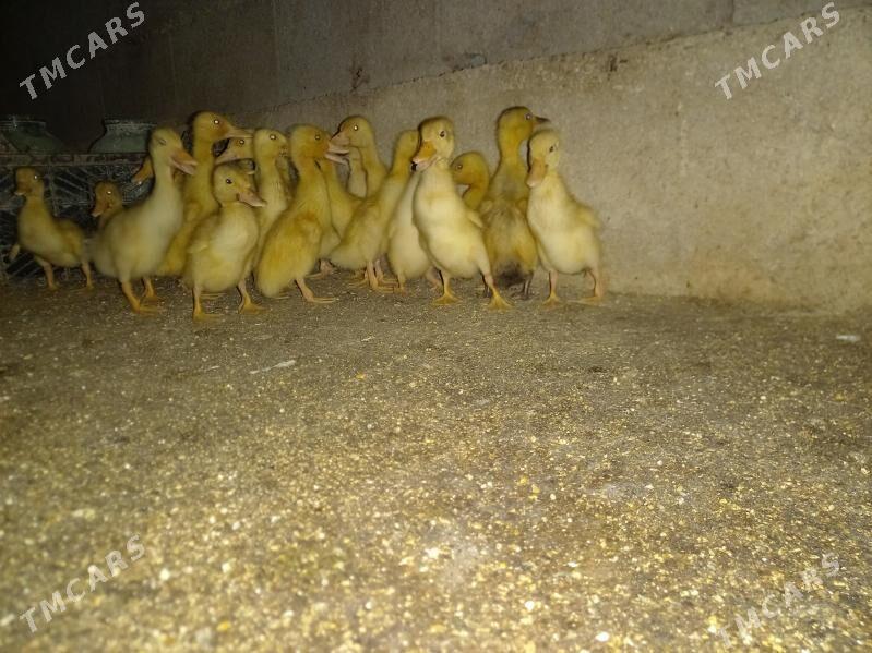 Ördek Gak Gak - Gyzylarbat - img 1