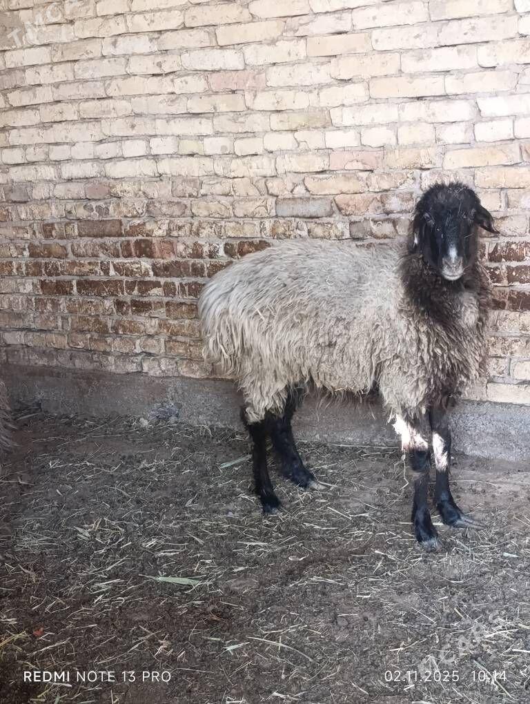 goyunlar - Мары - img 3