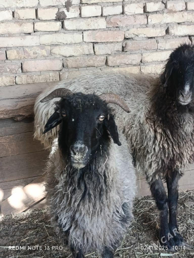 goyunlar - Мары - img 6