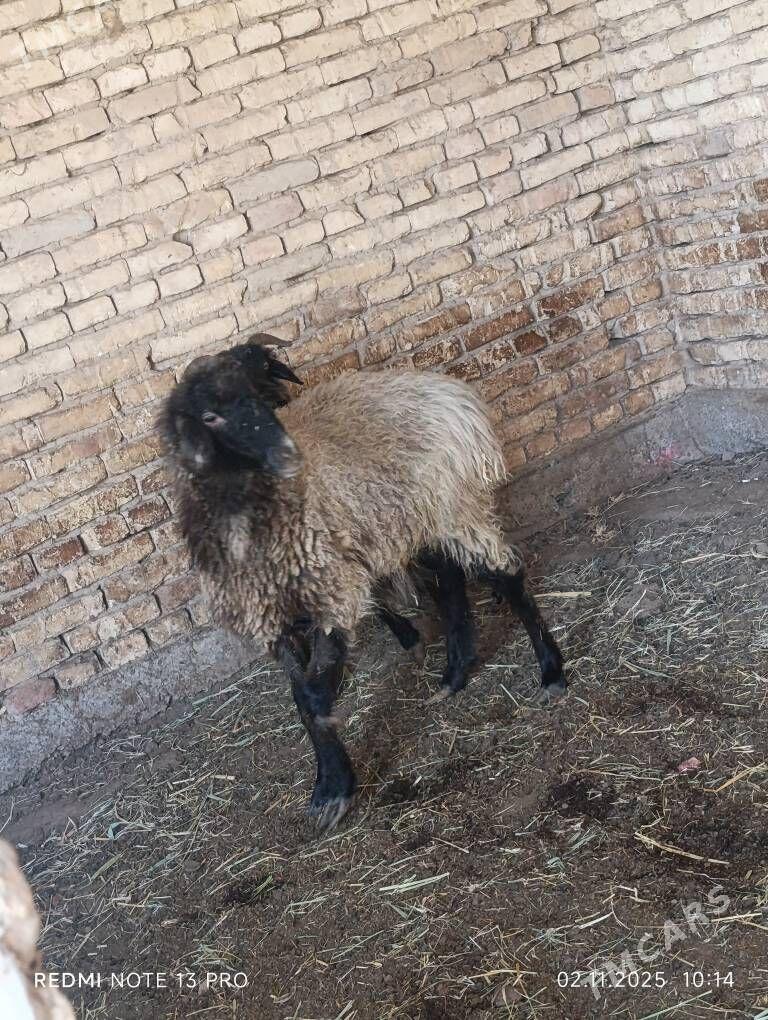 goyunlar - Мары - img 5