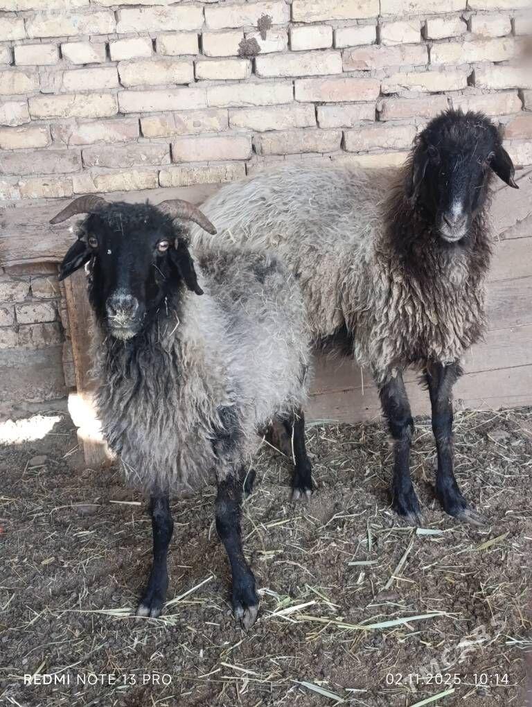 goyunlar - Мары - img 2