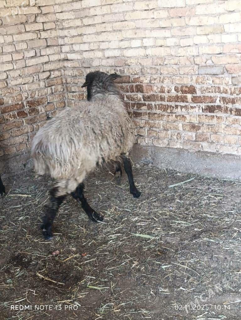 goyunlar - Мары - img 4