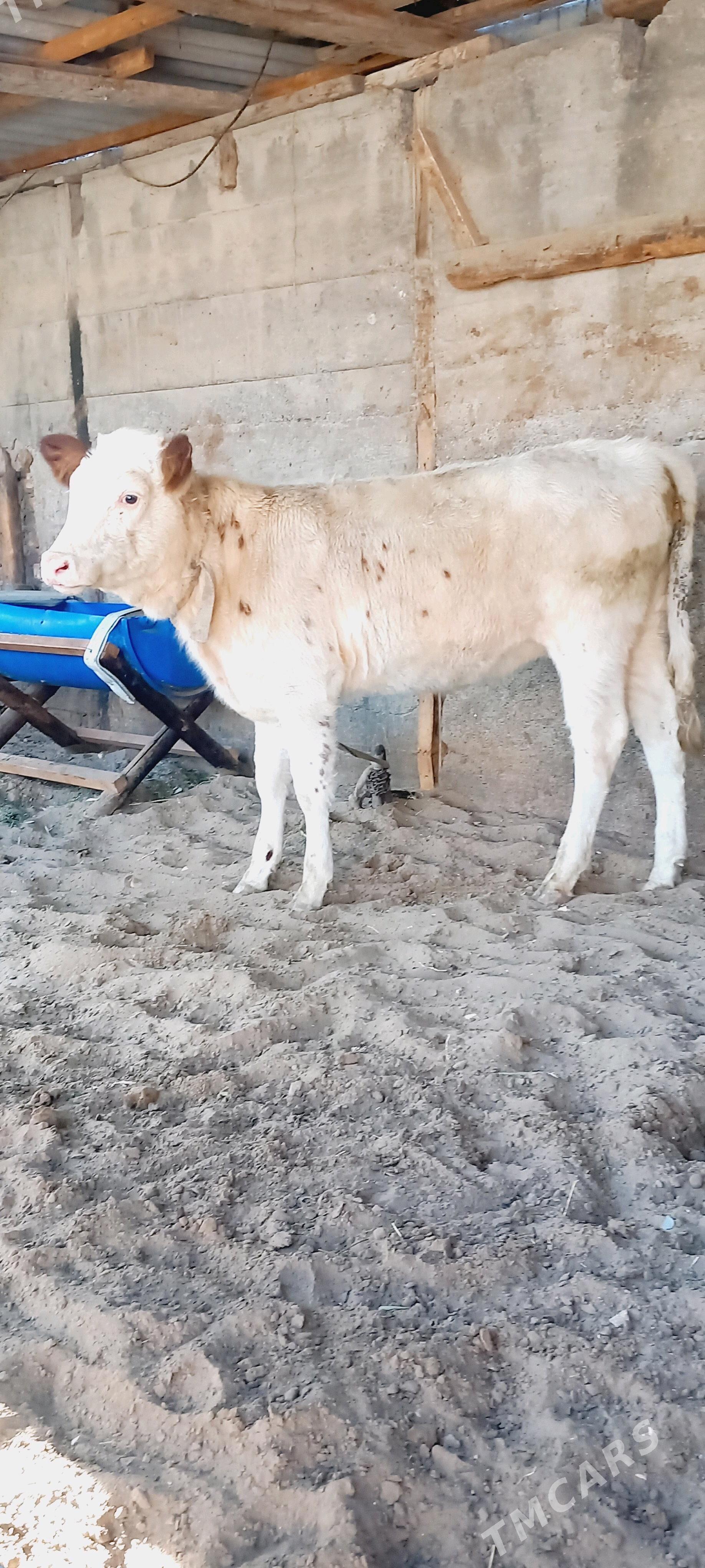 TUWE. - Gökdepe - img 1