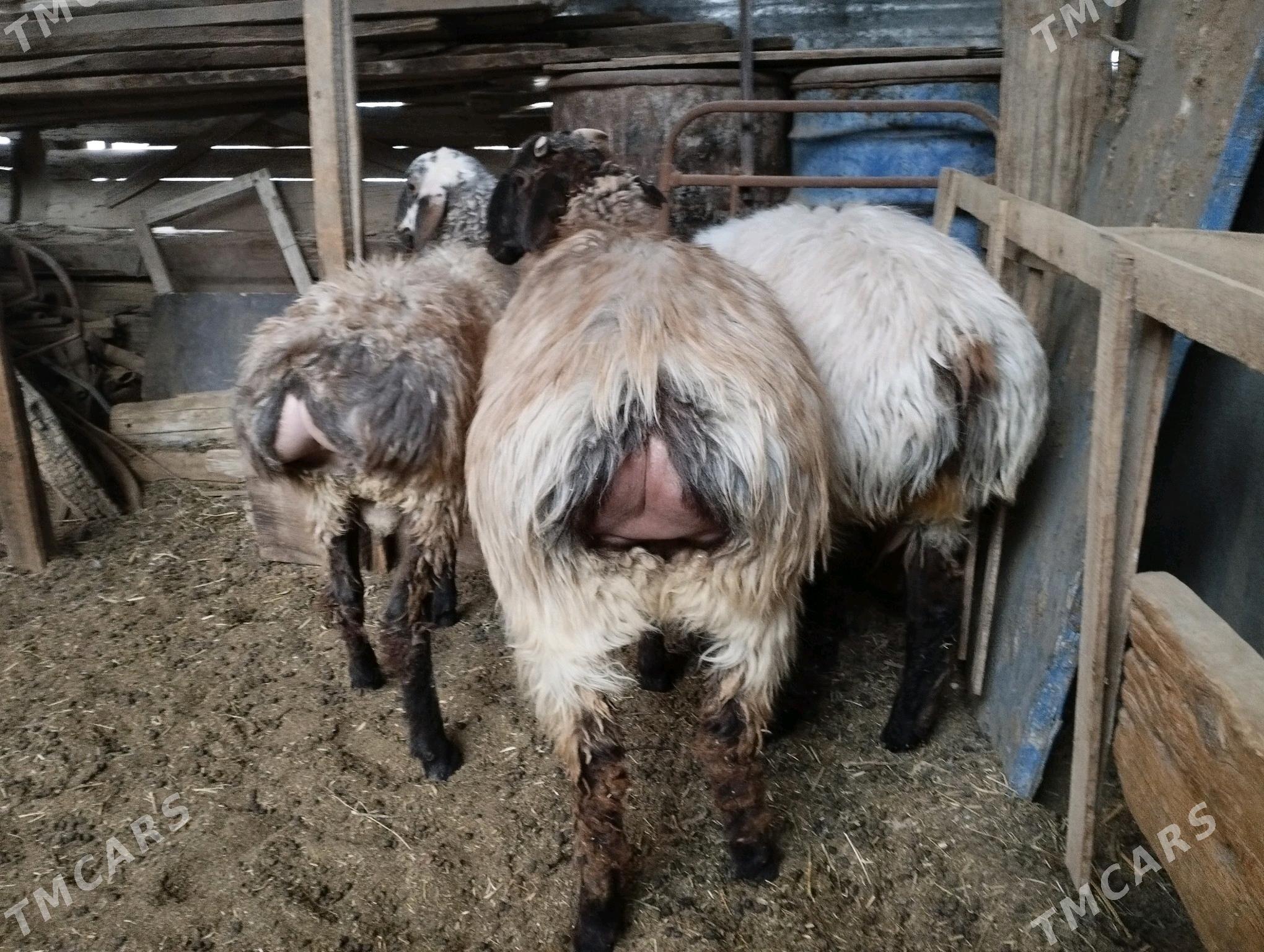 issek - Aşgabat - img 2