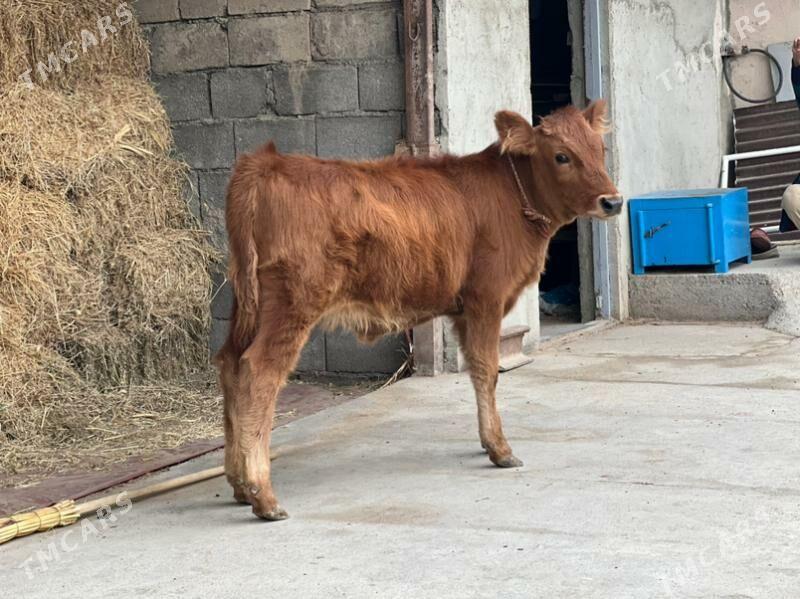 Arginal tuwe - Aşgabat - img 2