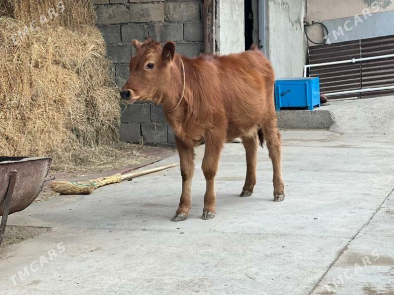 Arginal tuwe - Aşgabat - img 4