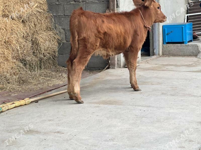 Arginal tuwe - Aşgabat - img 3