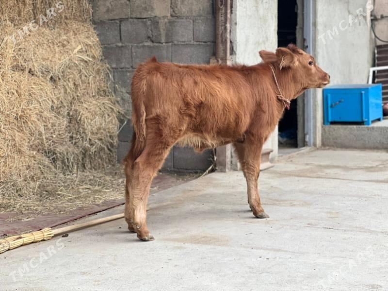 Arginal tuwe - Aşgabat - img 1