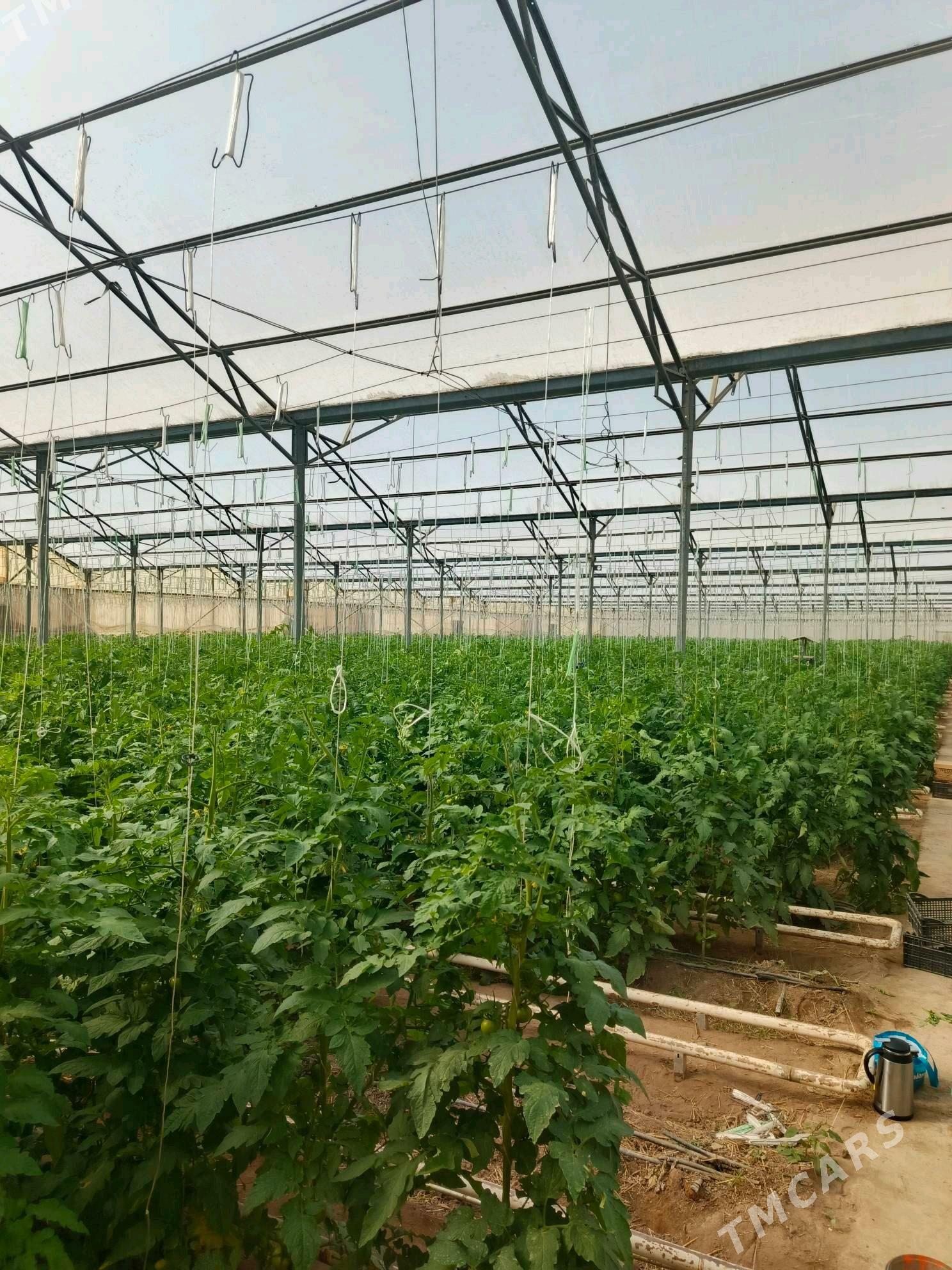 İSGAR GYZ GELİN OGLAN ALYAS - Gökje - img 2