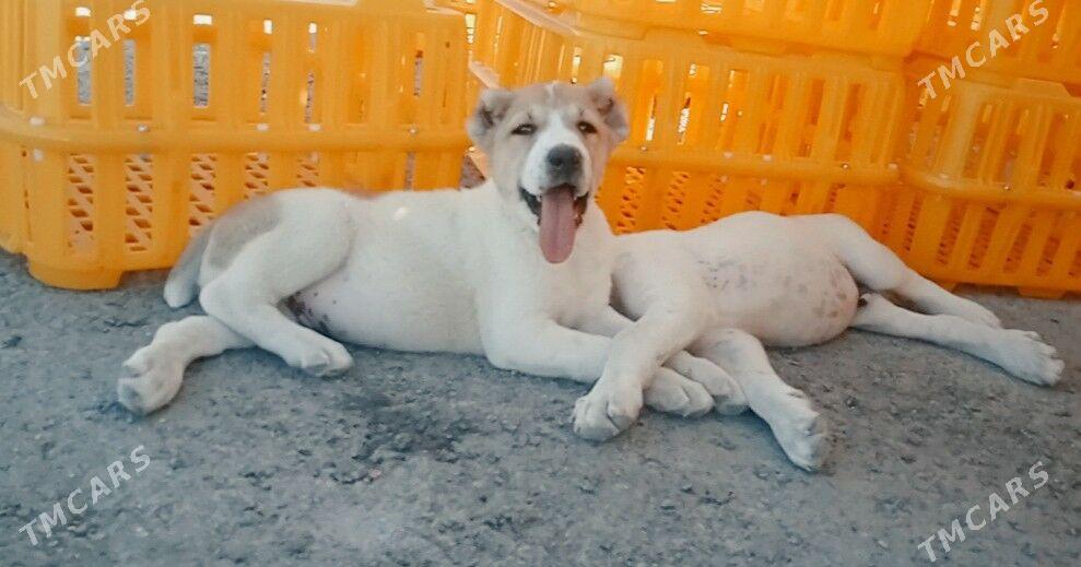 alaway - Aşgabat - img 2