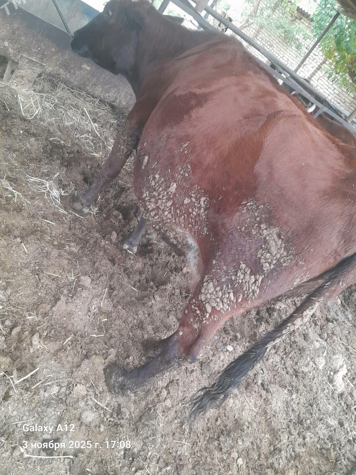 инак баклык - Çärjew - img 4